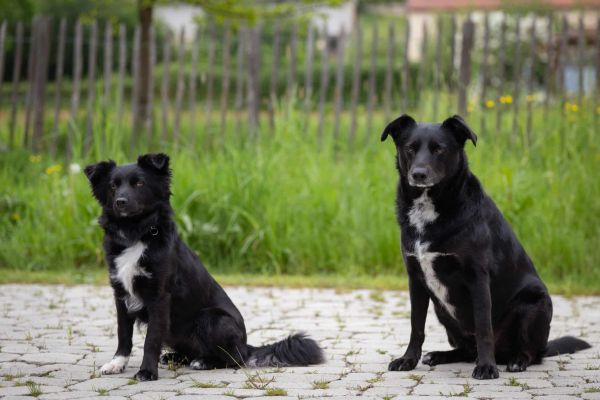 Agenturhunde
